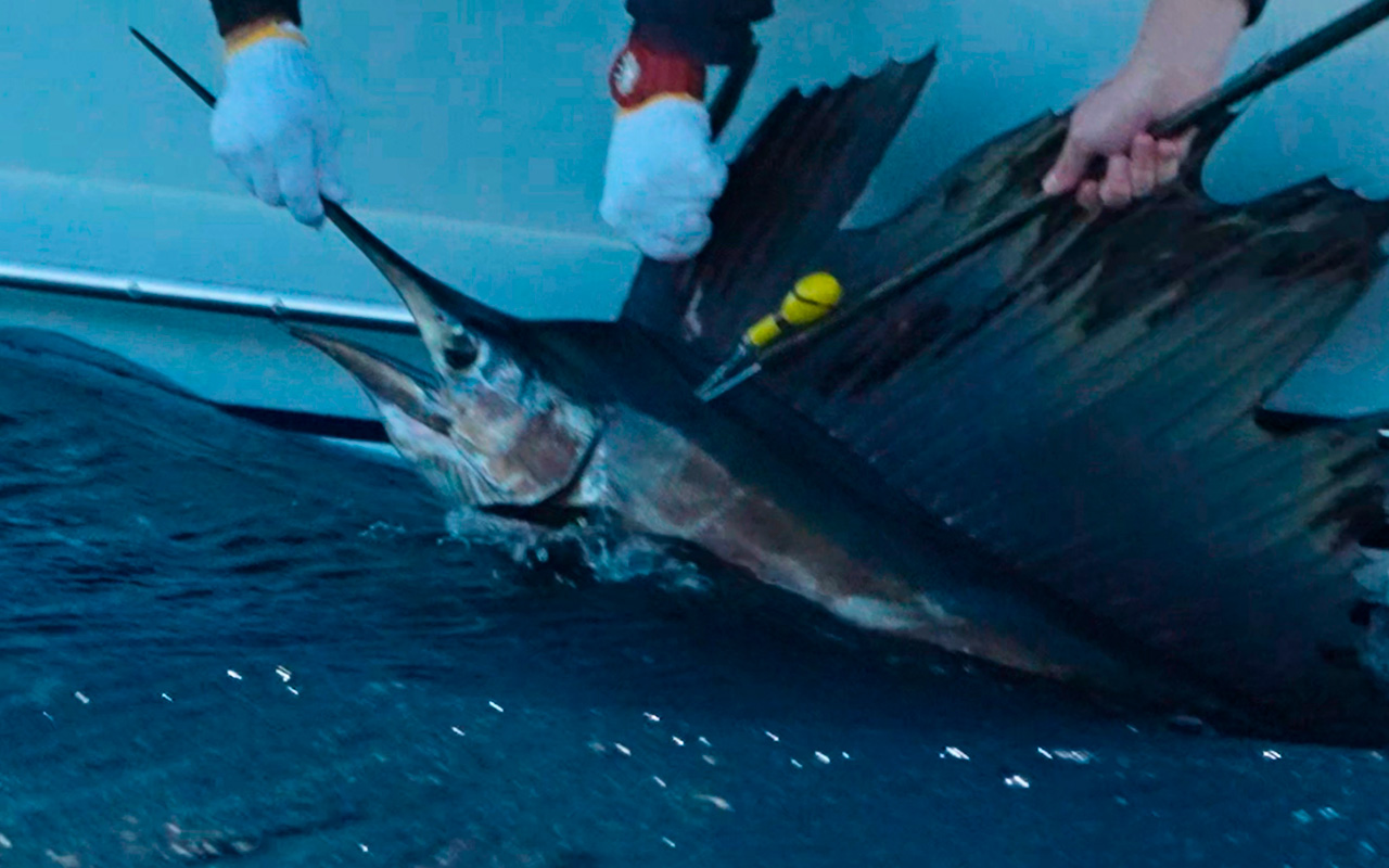Billfish-Foundation-01