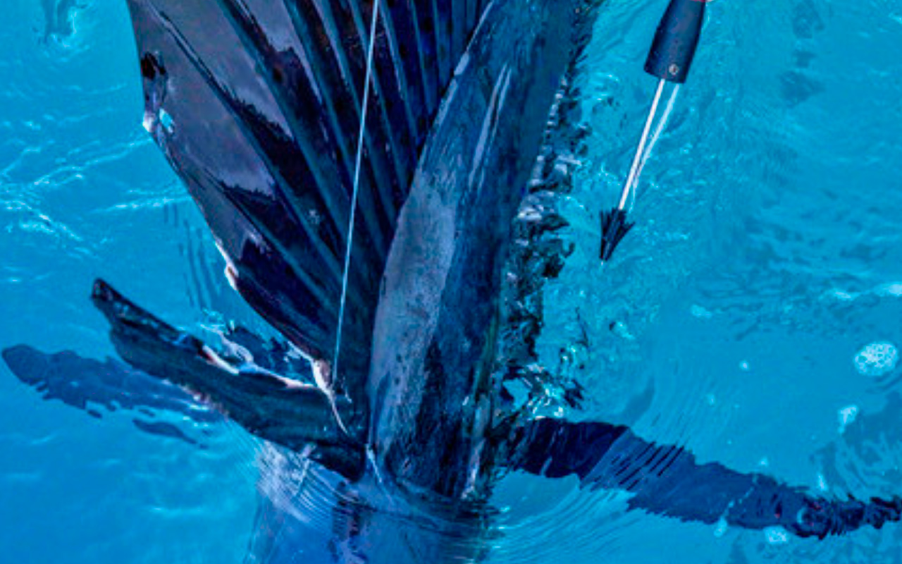 Billfish-Foundation-02