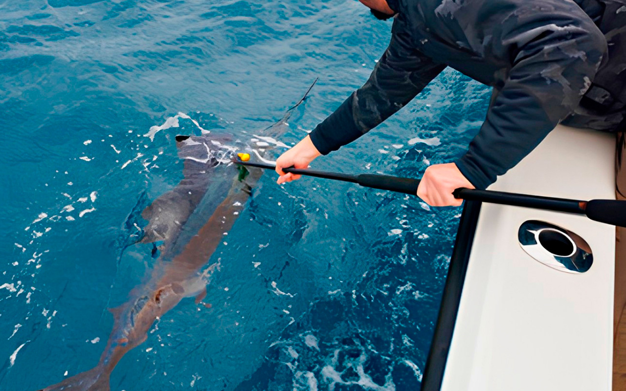 Billfish-Foundation-03